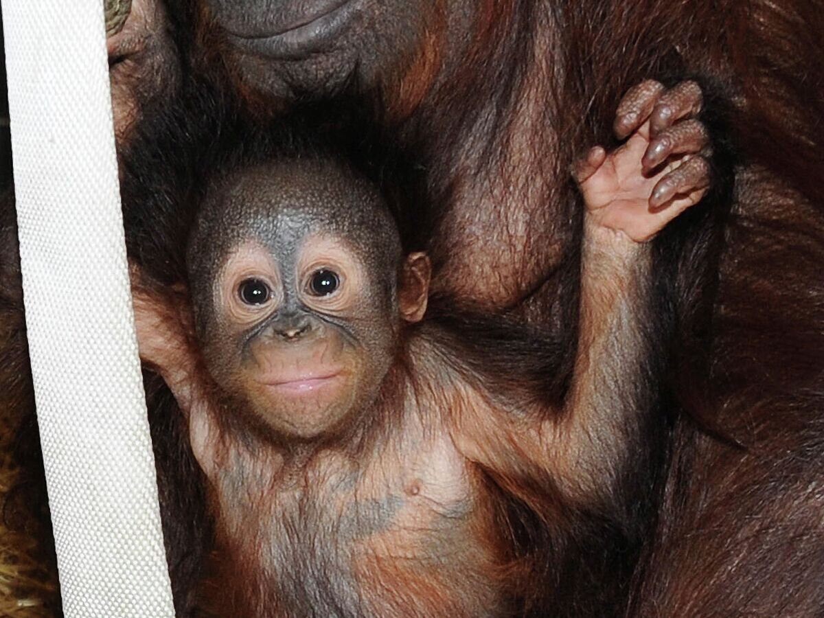    Детеныш орангутанга с мамой© AP Photo / Chicago Zoological Society, Jim Schulz