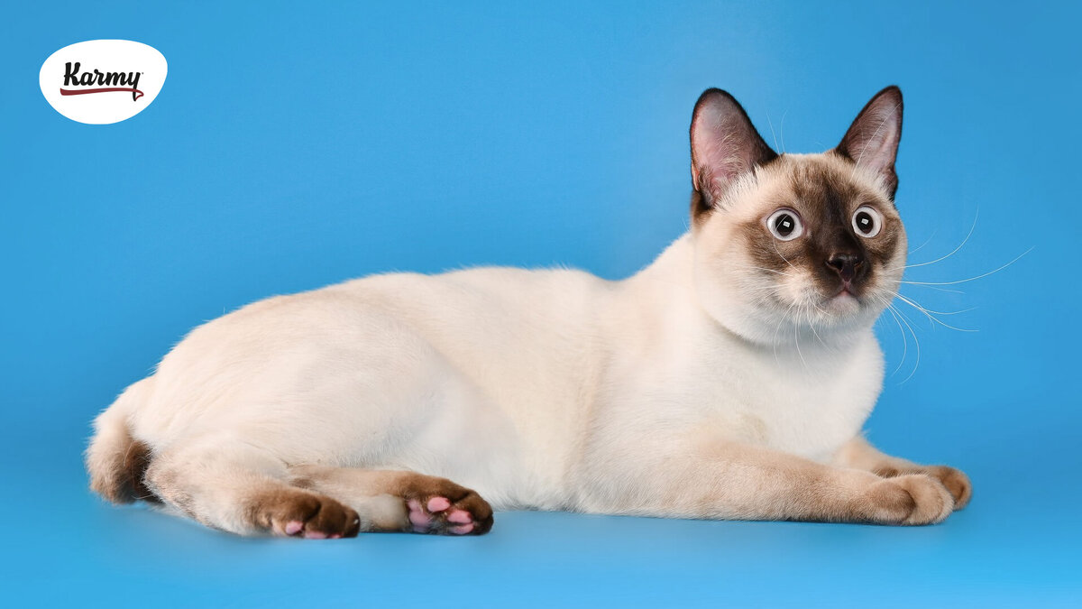 Авторское изображение с использованием картинки с сайта koshka.top