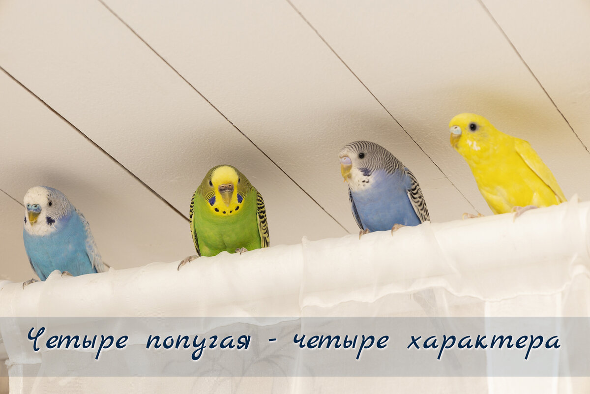 Домашние волнистые попугаи 