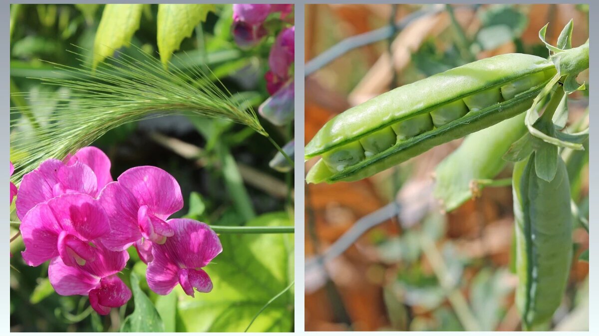 Растёт горох. Фото: pixabay.com