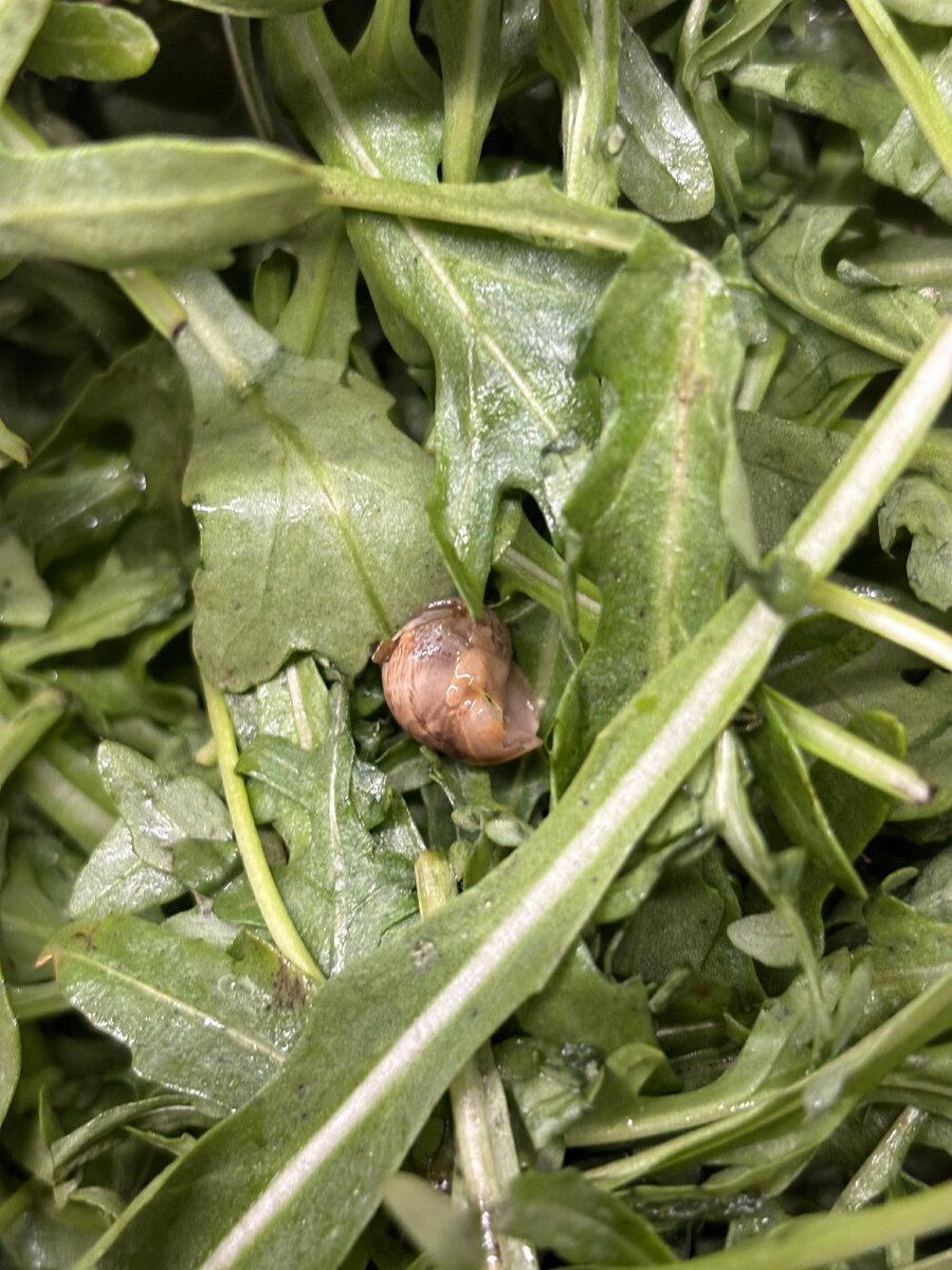 Мерзость 🤢 