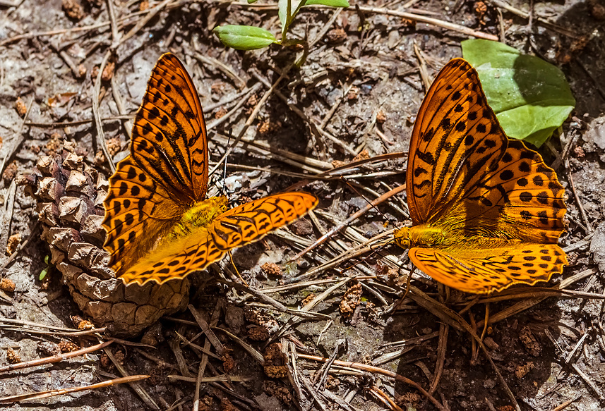 Основной рацион летучих мышей – насекомые