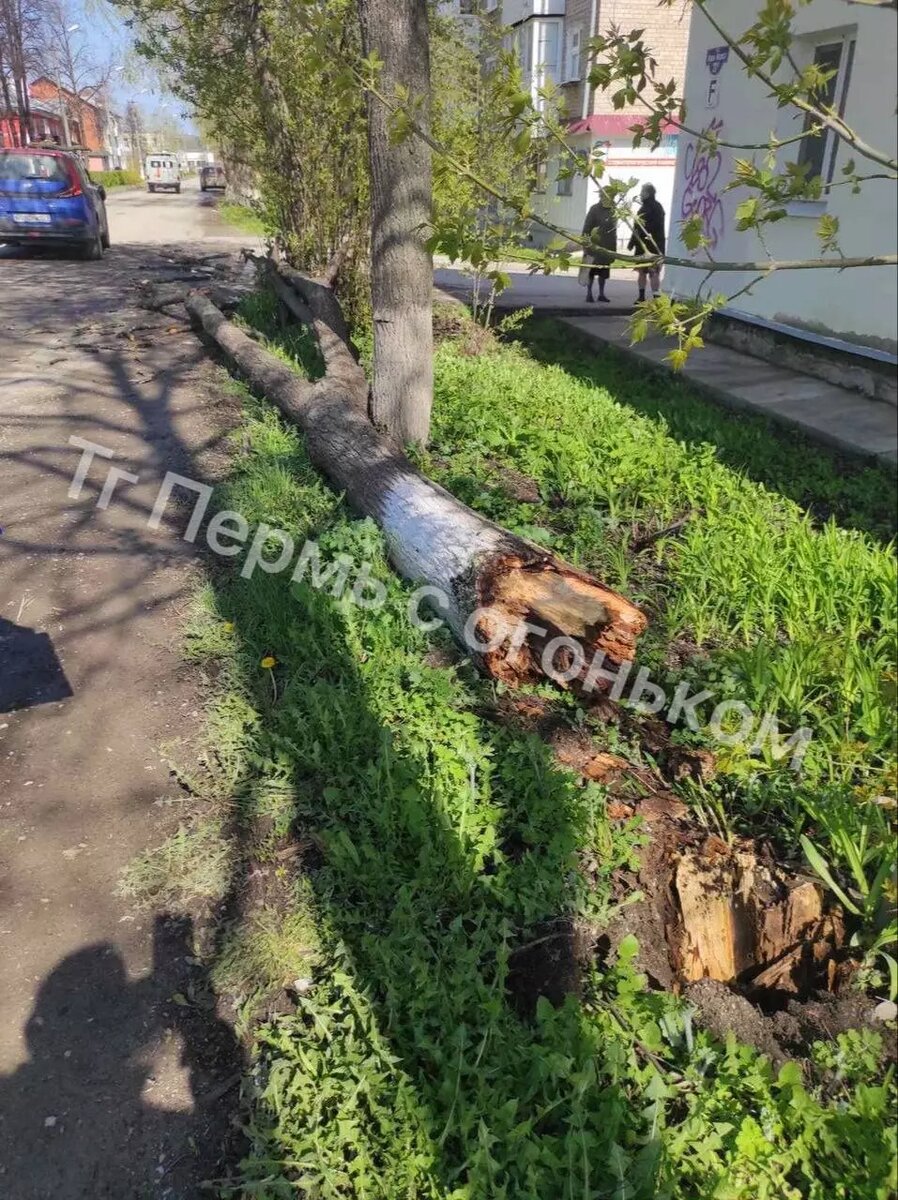 В Перми и Прикамье бушует сильный ветер — есть пострадавшие. Фото буйства  стихии | Properm.ru | Дзен