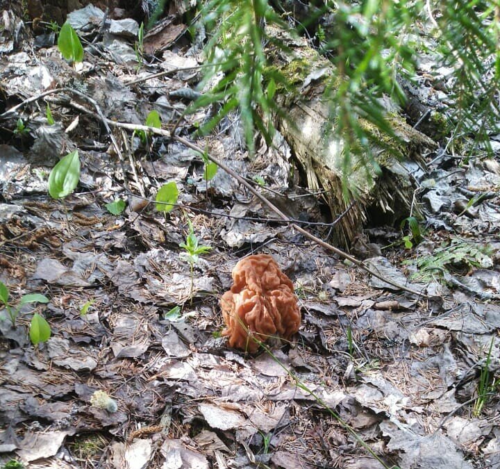 Автор фото Рассказы и сказки Алёны Аворус 