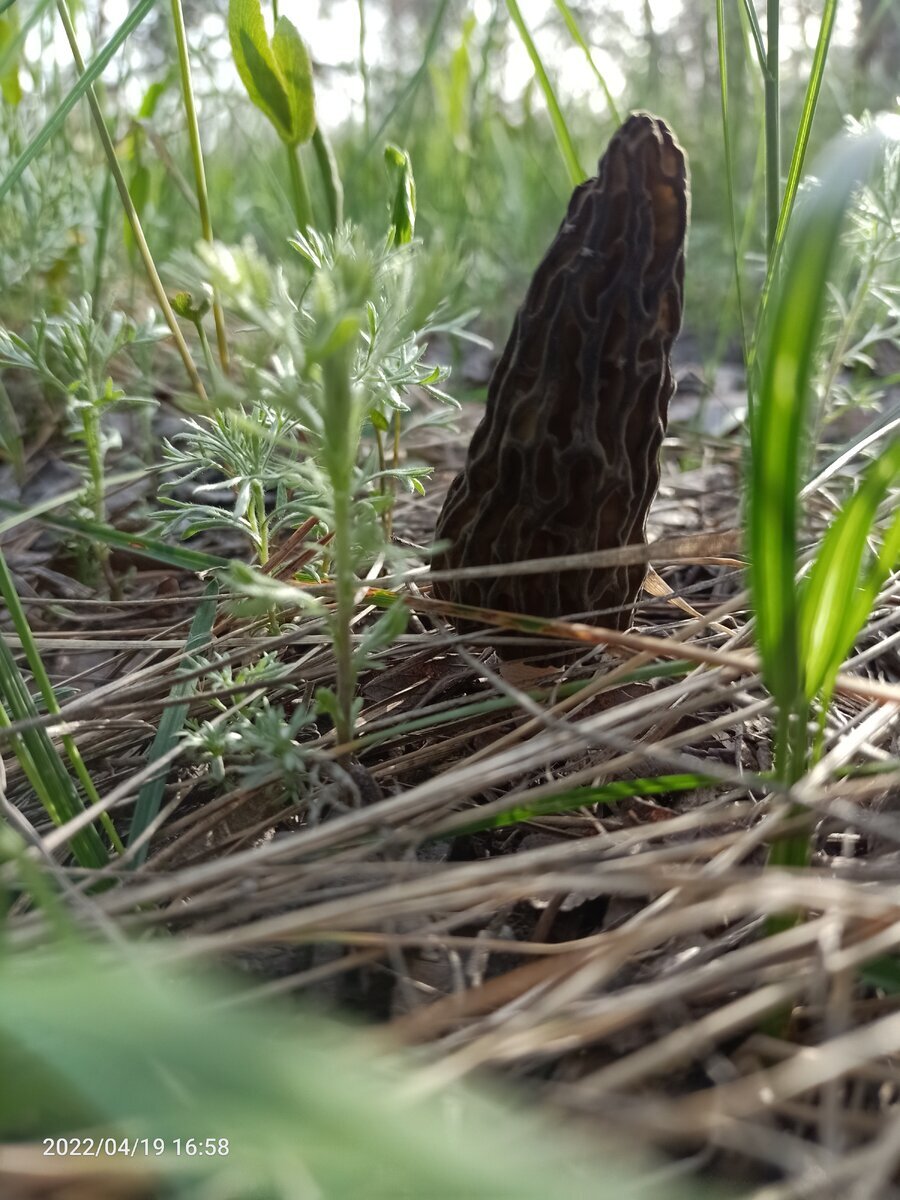 Автор фото learn all about mushrooms 