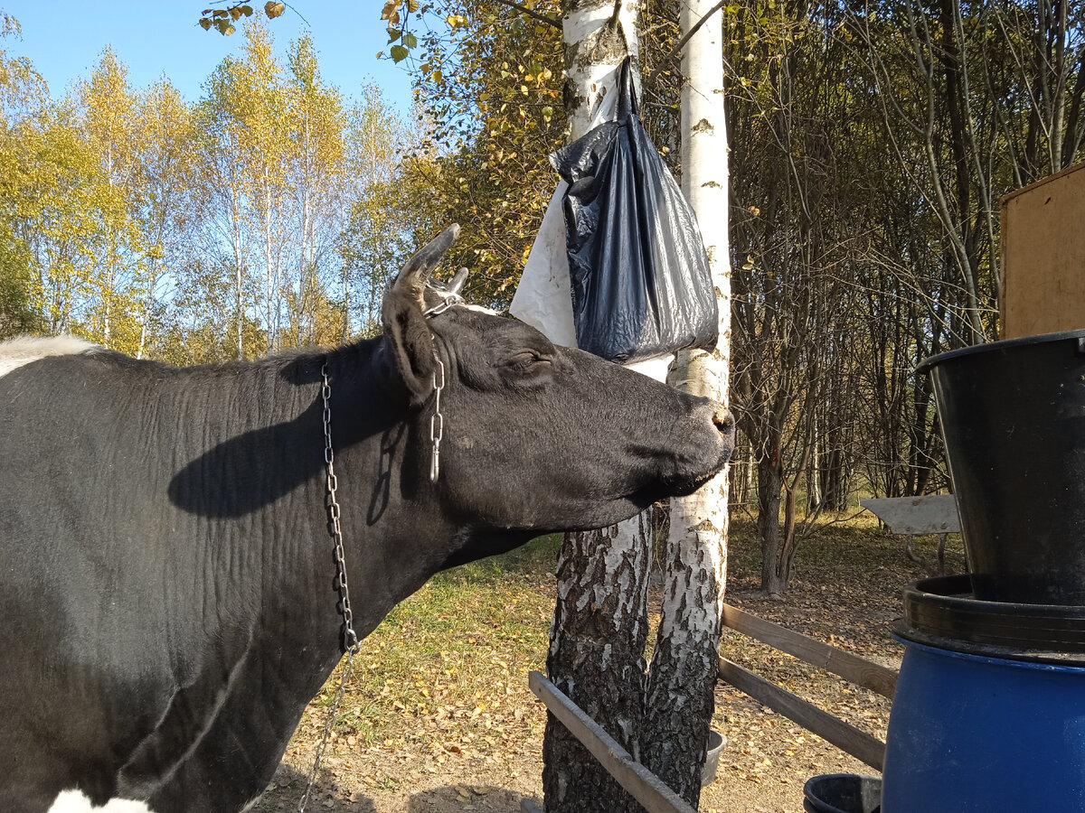 Наша красавица!