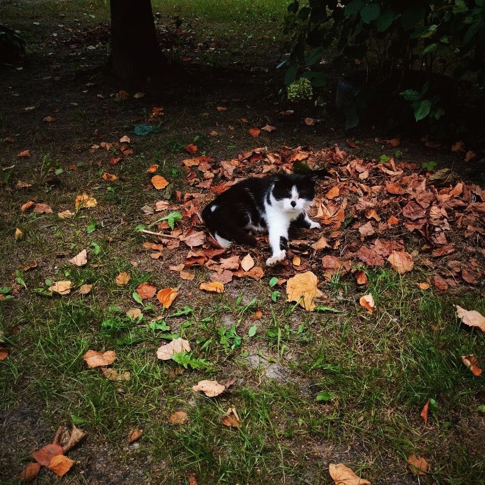 Васька. Нероятно добрый кот. Никогда ничего не требует и всегда всем доволен. 