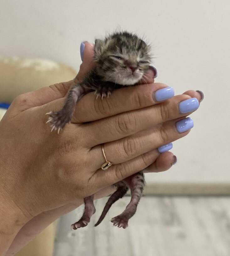 Малышка Сонечка спасена Вашей #кошкина_мать в 2022