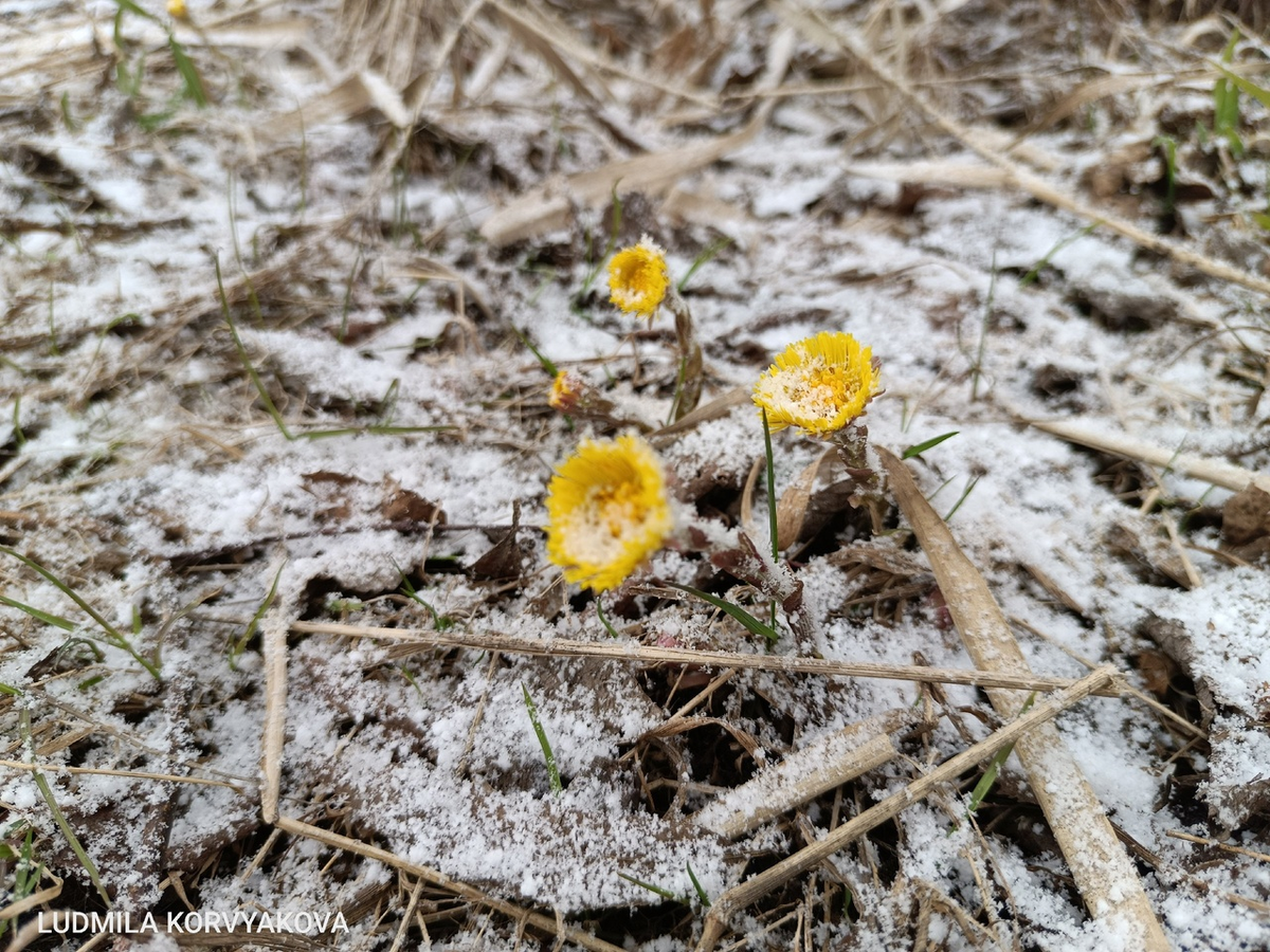    Погода в Петрозаводске меняется каждые 20 минут Людмила Корвякова