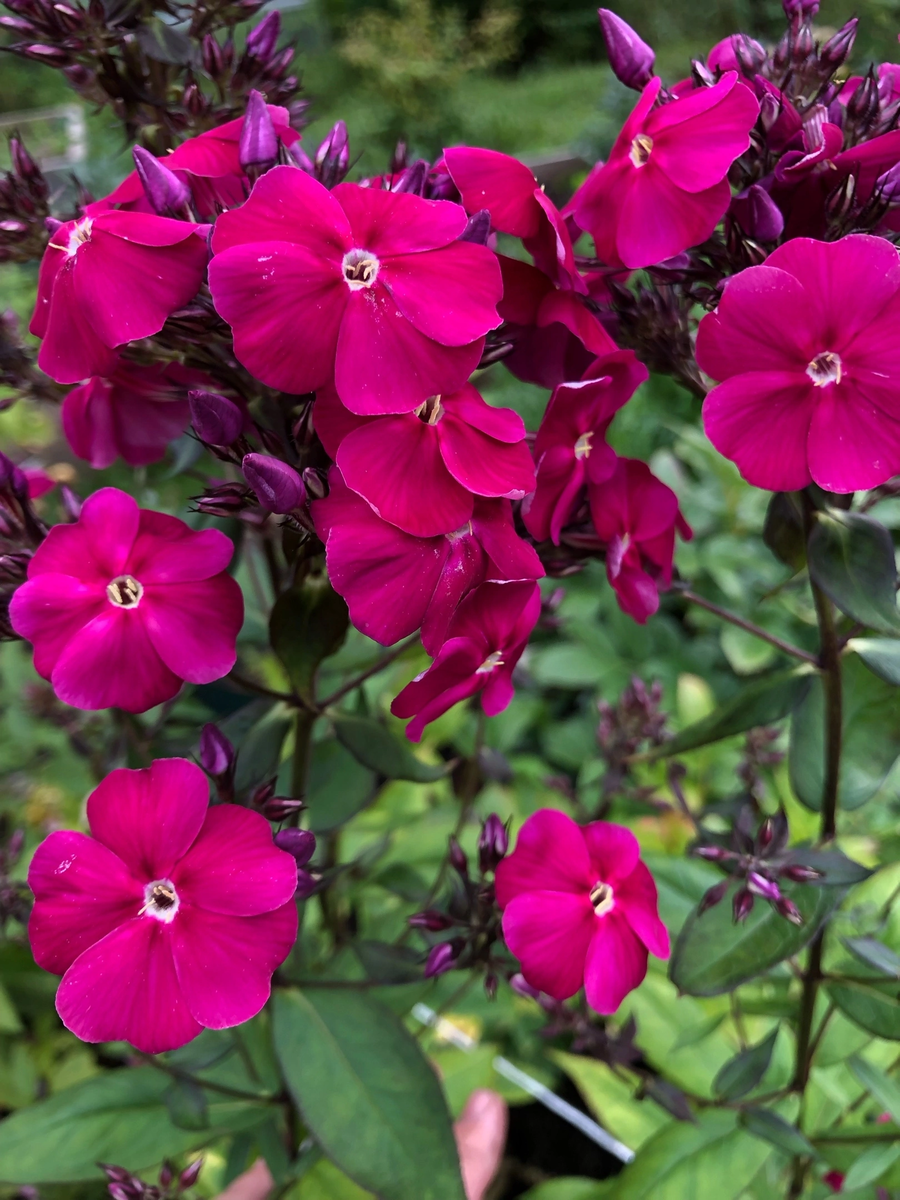 Киршкугель