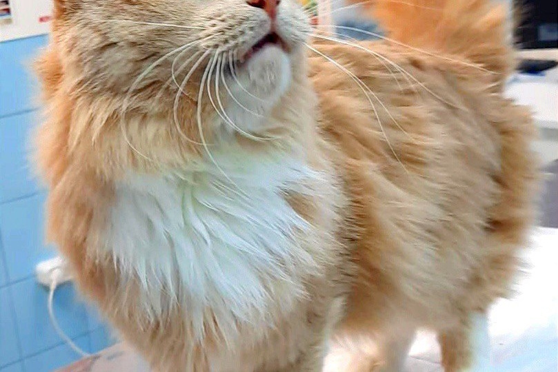 ❗ДОМА❗Очень ласковый котофей Персик ищет любящую семью. 👪 🐈