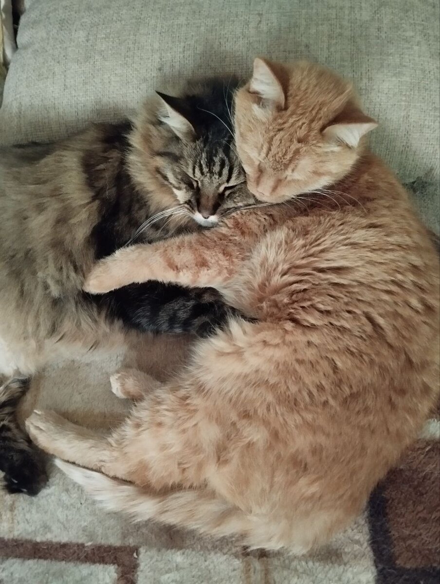 Слева Ганс, справа Профит