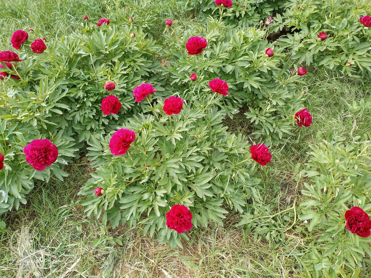 Море пионов увеличивается