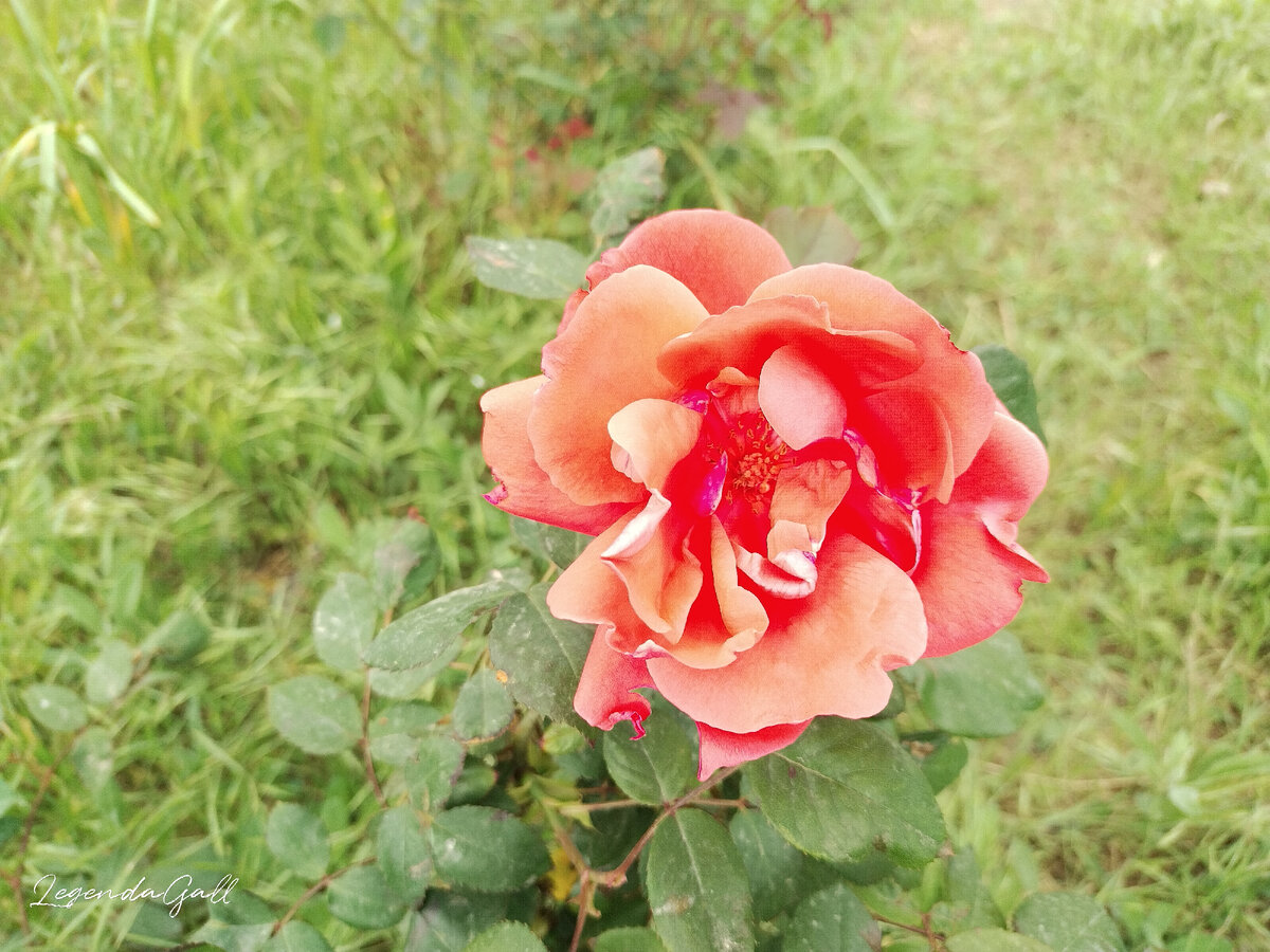 Розочка распустилась, оказалась довольно простой