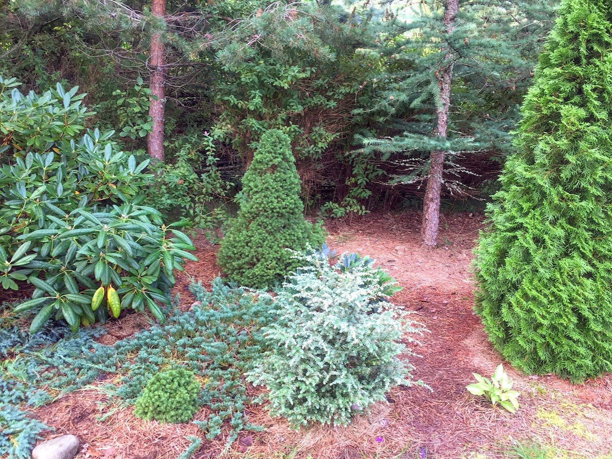 2023 Tsuga canadensis Gentsch White