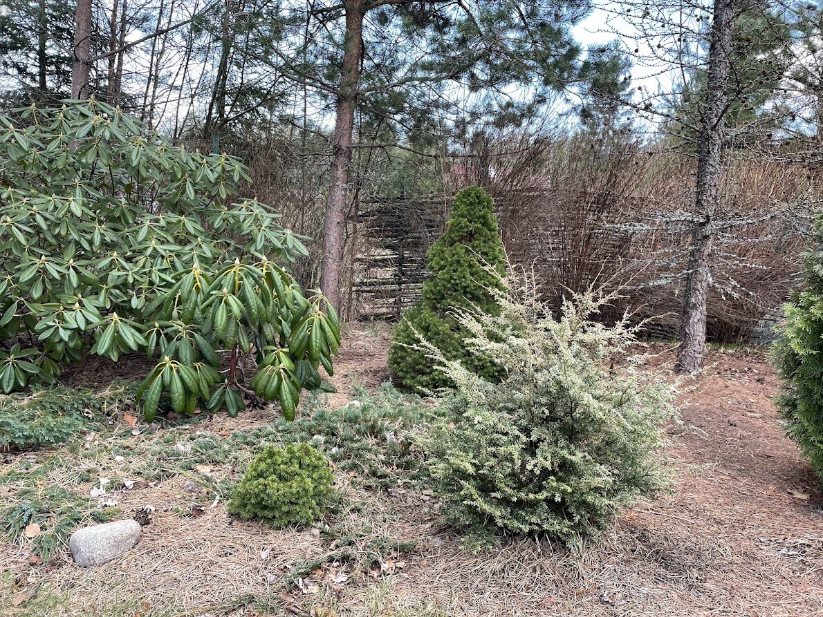 2024 Tsuga canadensis Gentsch White