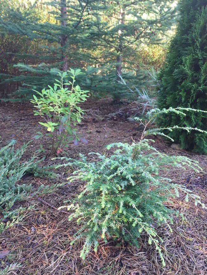 2020 Tsuga canadensis Gentsch White