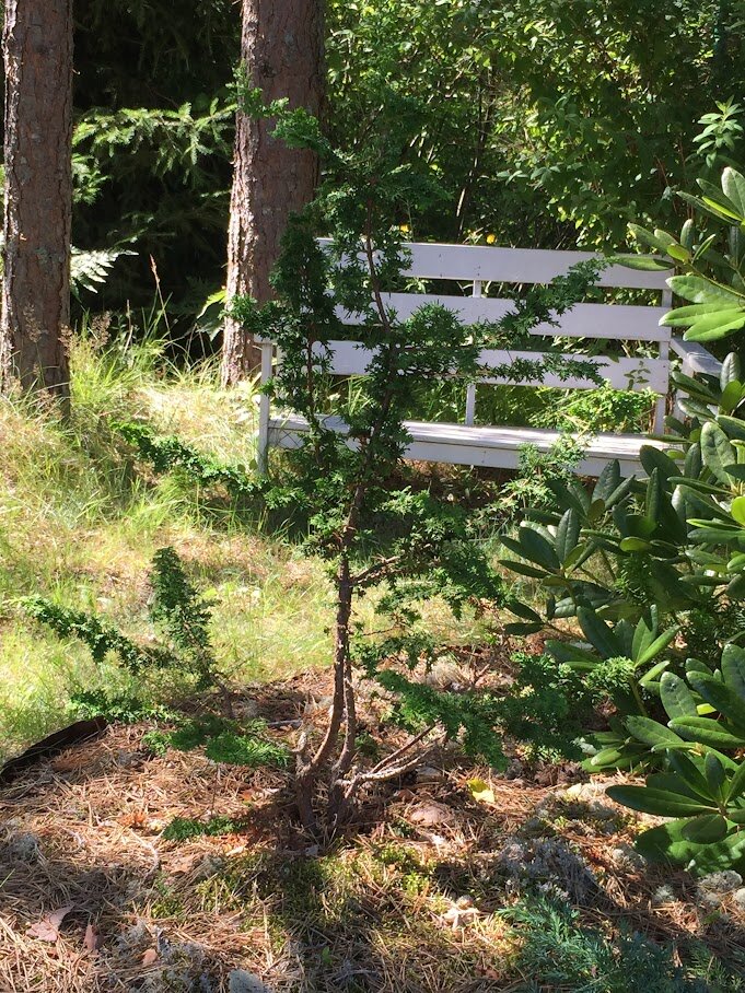 2023 Chamaecyparis obtusa Teddy Bear