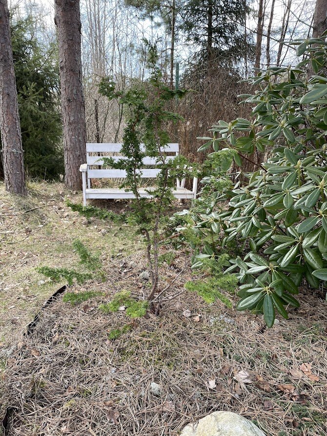 2024 Chamaecyparis obtusa Teddy Bear