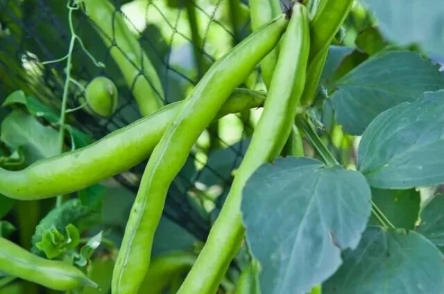    Что строго-настрого запрещено на Весеннее Макошье, 9 мая?