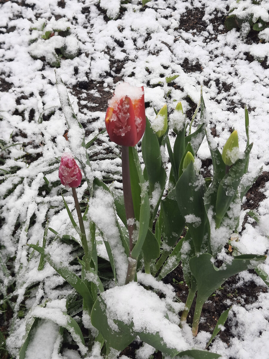 Мои тюльпашки.