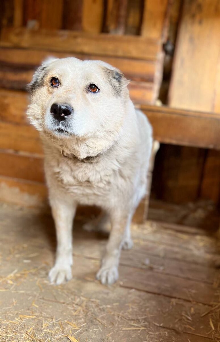 Возрастная собачка, бабушка Ласка! Добрая, покладистая, рост, выше среднего. Собака контактная, любит погулять и пообщаться с человеком. Не конфликтная, ничего не портит, не безобразничает, очень послушная. Ласка очень хочет домой! Не бойтесь брать пожилых собачек, никто не знает, кто сколько проживет. Если  вы ведете спокойный, размеренный образ жизни, хотите, послушную, преданно любящую  Вас собаку, Ласка идеальный вариант.! У кого есть возможность, забирайте эту милую бабушку! Фото с канала "Ананда Кураторы" в Телеграмме