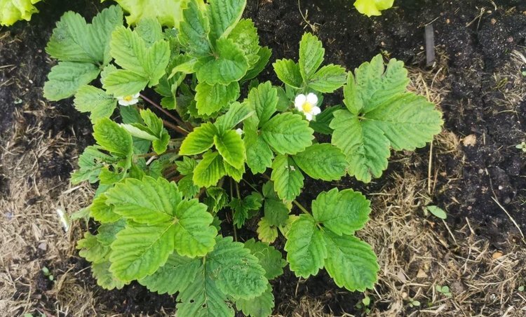    Майские заморозки для клубники несут болезни: как защитить урожай ягод