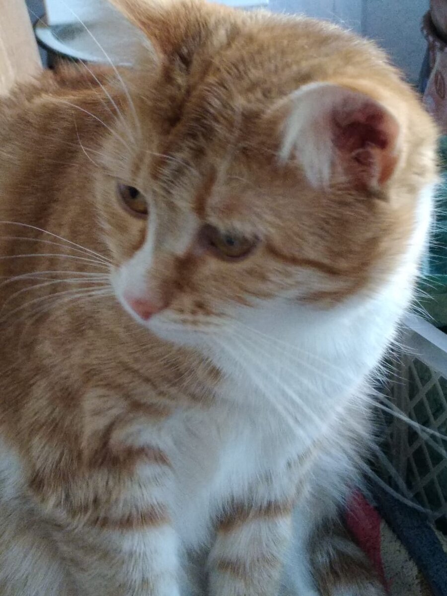 Сима - единственная кошечка в этой компании, она первая стала домашней. Нежная ласковая девочка.