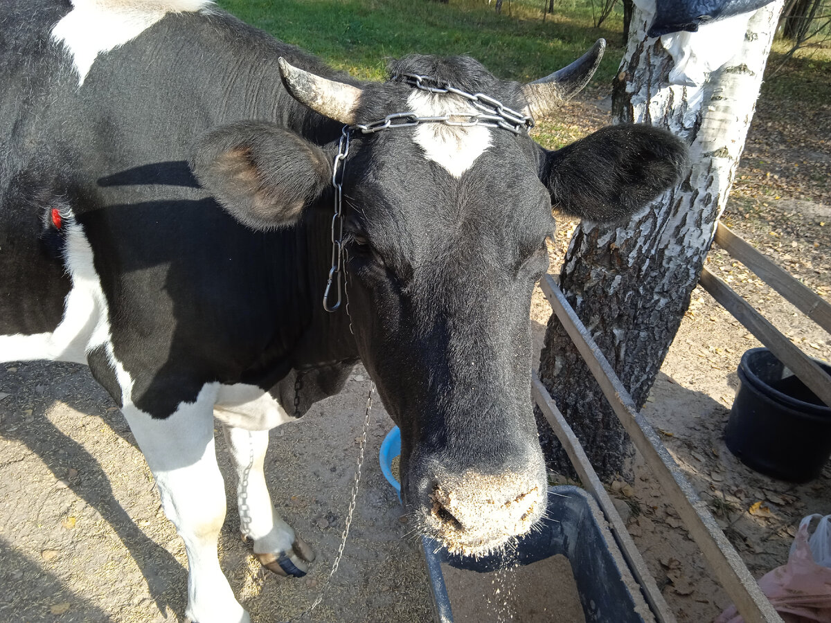 Как и её тёзка, Ума не прочь «попудрить» носик чем-нибудь вкусненьким.