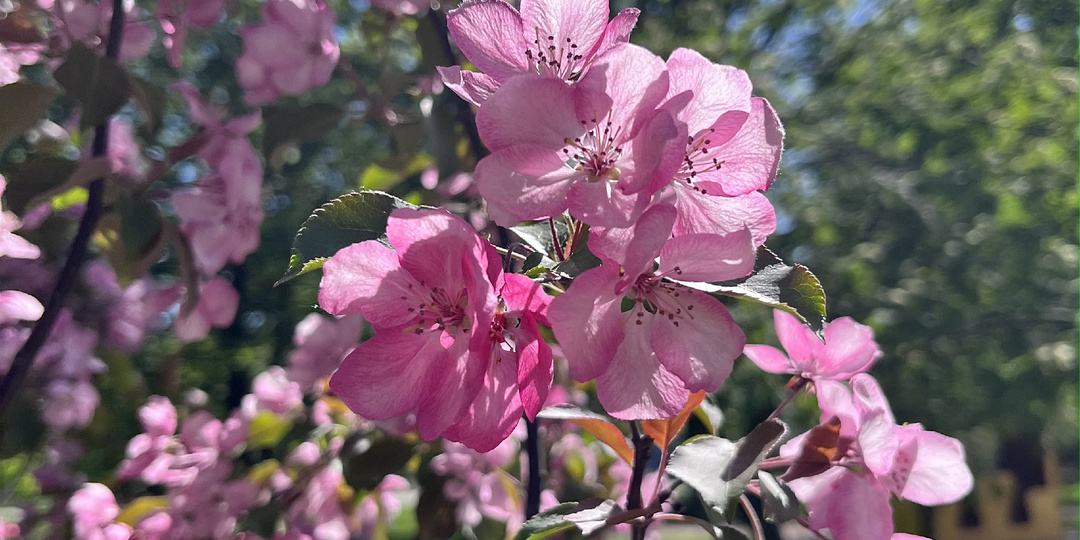 Цветущая Москва: где увидеть цветение сакуры, вишни, сирени и яблонь?
