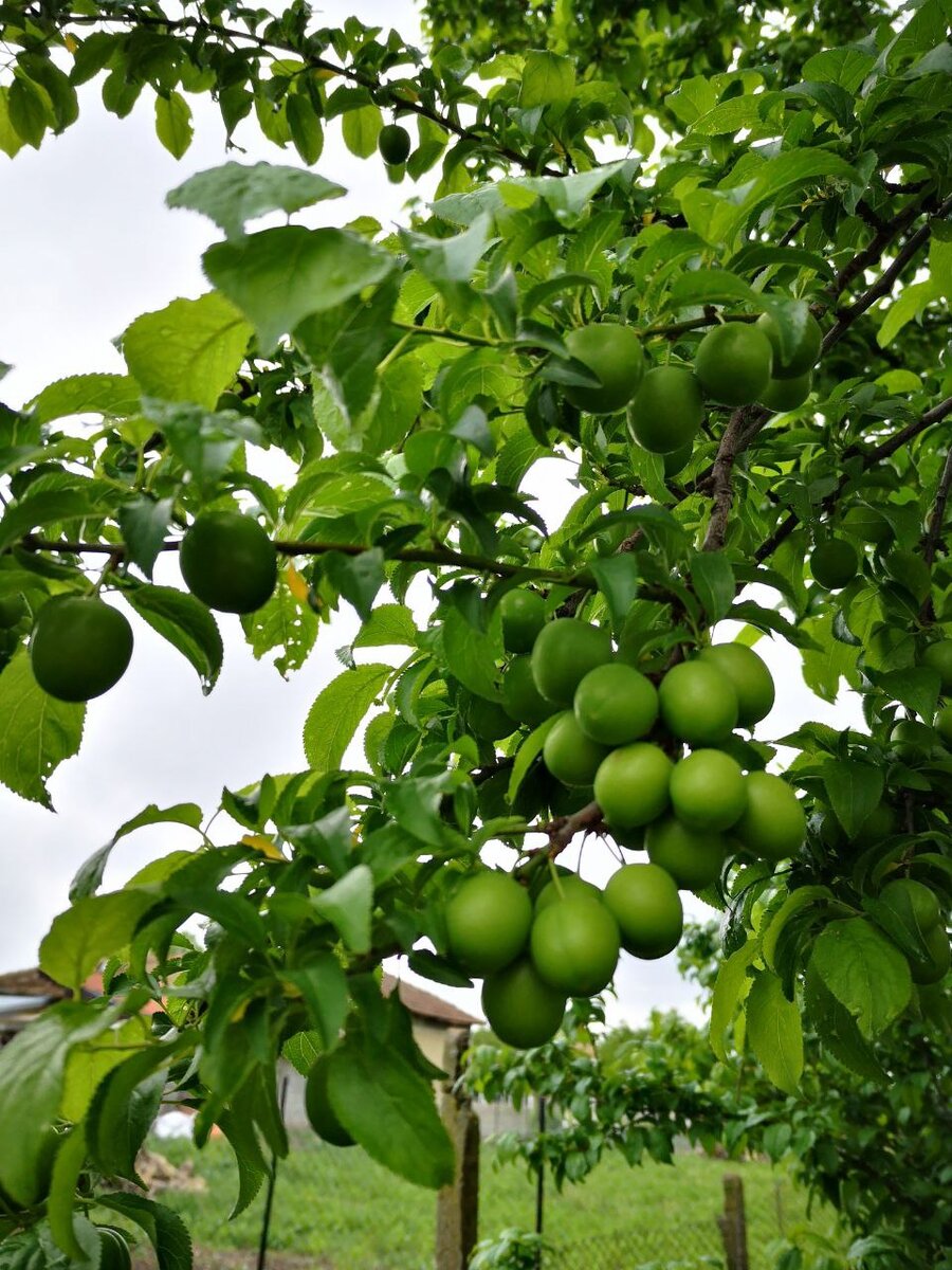 Плоды сливы-алычи в начале мая