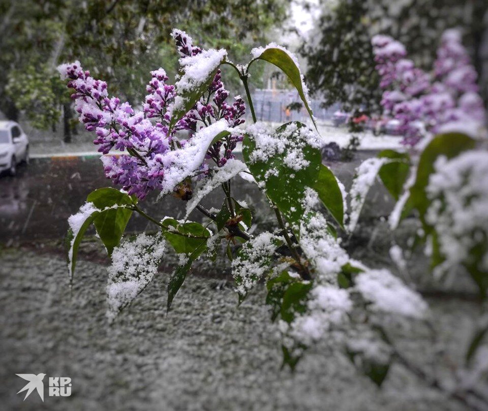   Иван МАКЕЕВ