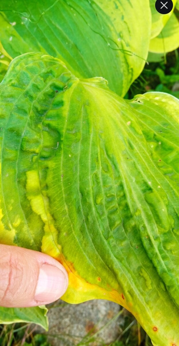 Как отличить вирус хост от поражения весенними заморозками | Цветочная ...