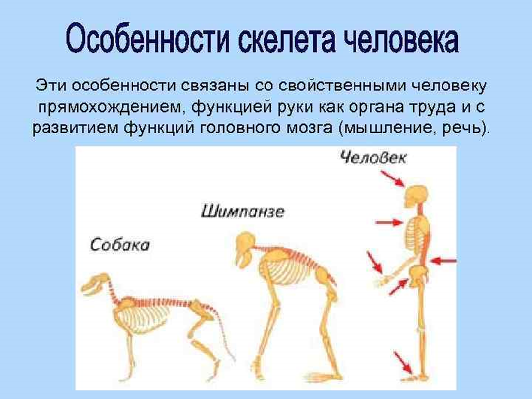 Морфологическое сходство организма человека и позвоночных четвероногих животных трактуется эволюционистами как доказательство происхождения человека от животных.