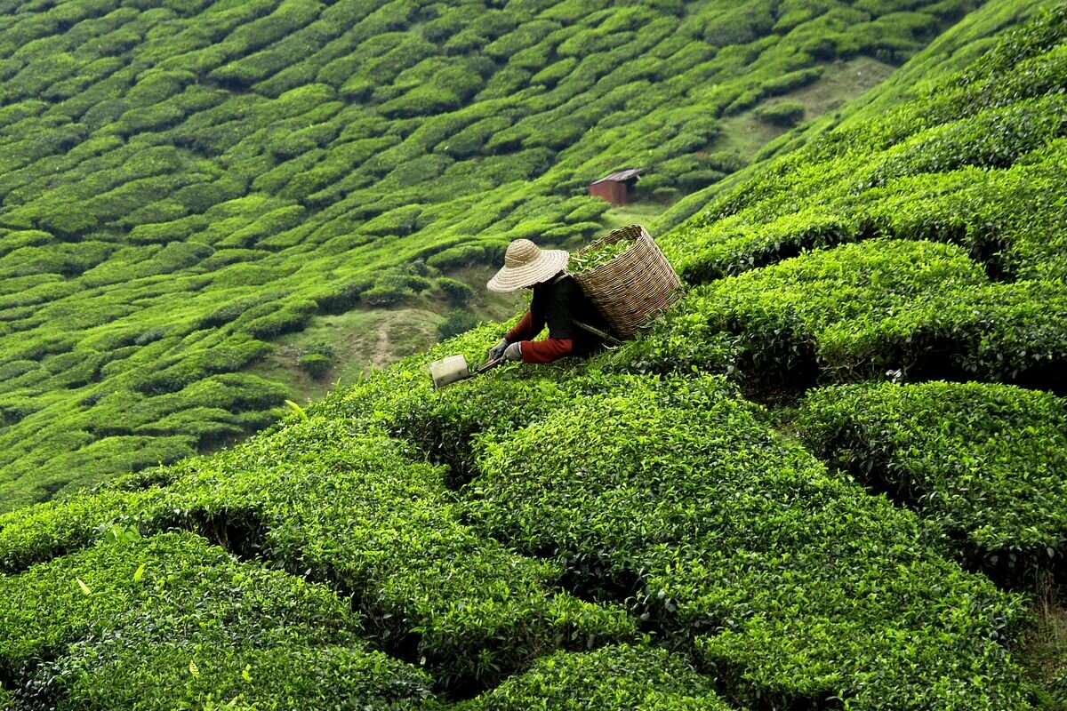 Сбор чайных листьев и подготовка сырья — утомительный низкооплачиваемый труд📷
