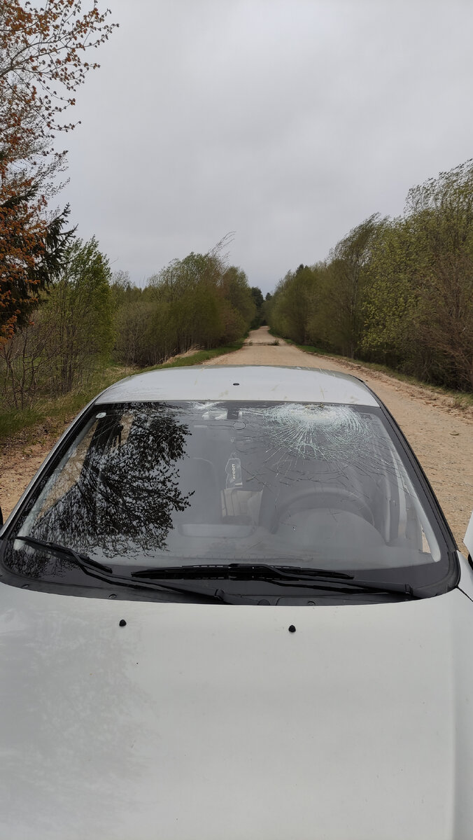 Смотрите, как деревья наклоняются 