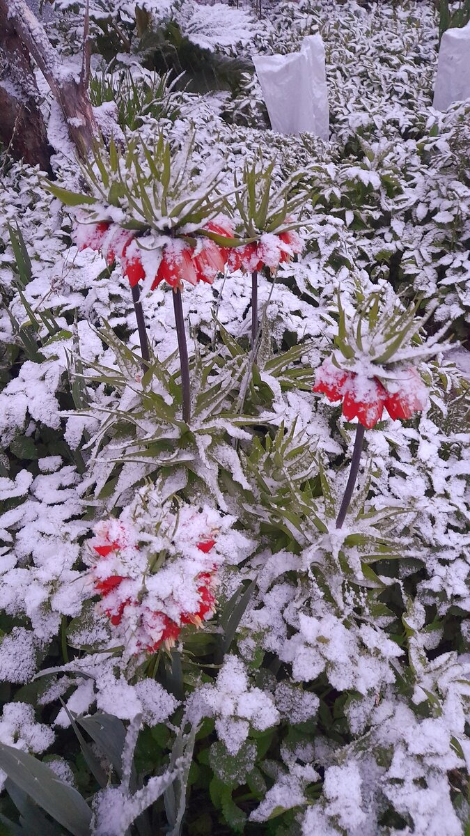 Рябчики и под снегом красиво смотрятся.