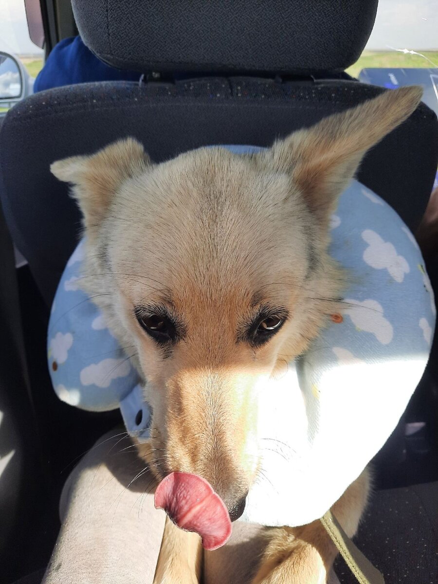 Даже домашних животных любят! Едет в машине, абсолютно без забот!