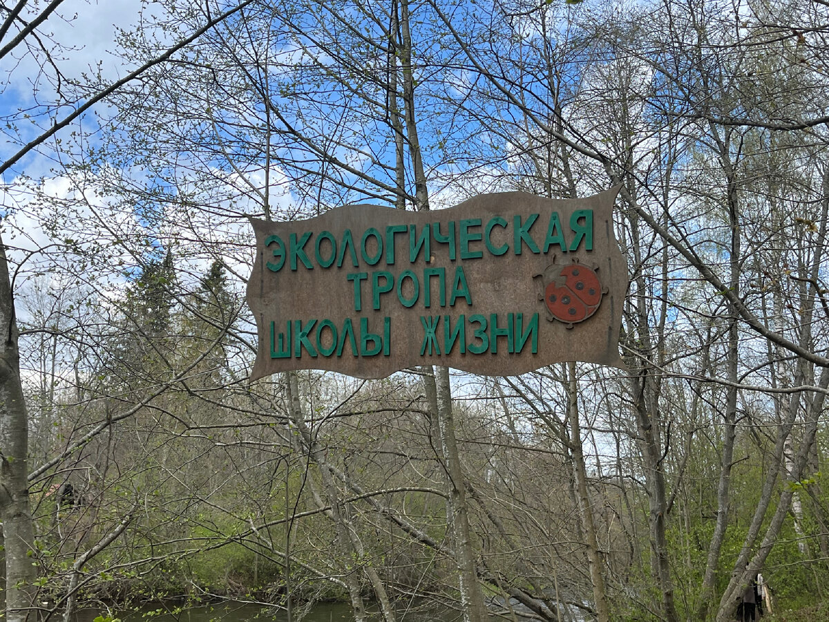 Эко тропа Школа жизни! Замечательный природный объект в Сиверской рядом с  Петербургом! | Путевые заметки непутевой женщины за 40 | Дзен