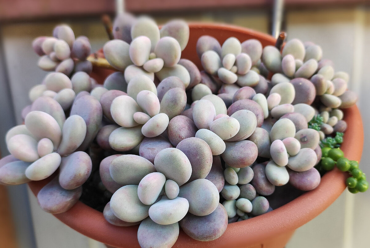 суккуленты, фото автора