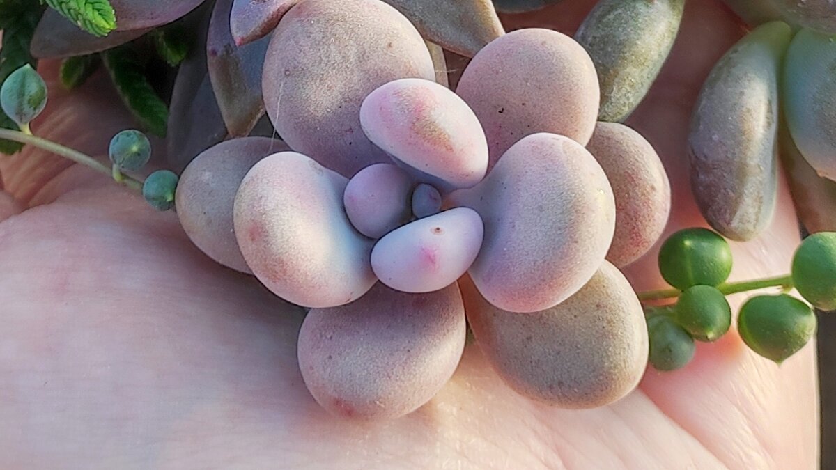 суккуленты, фото автора