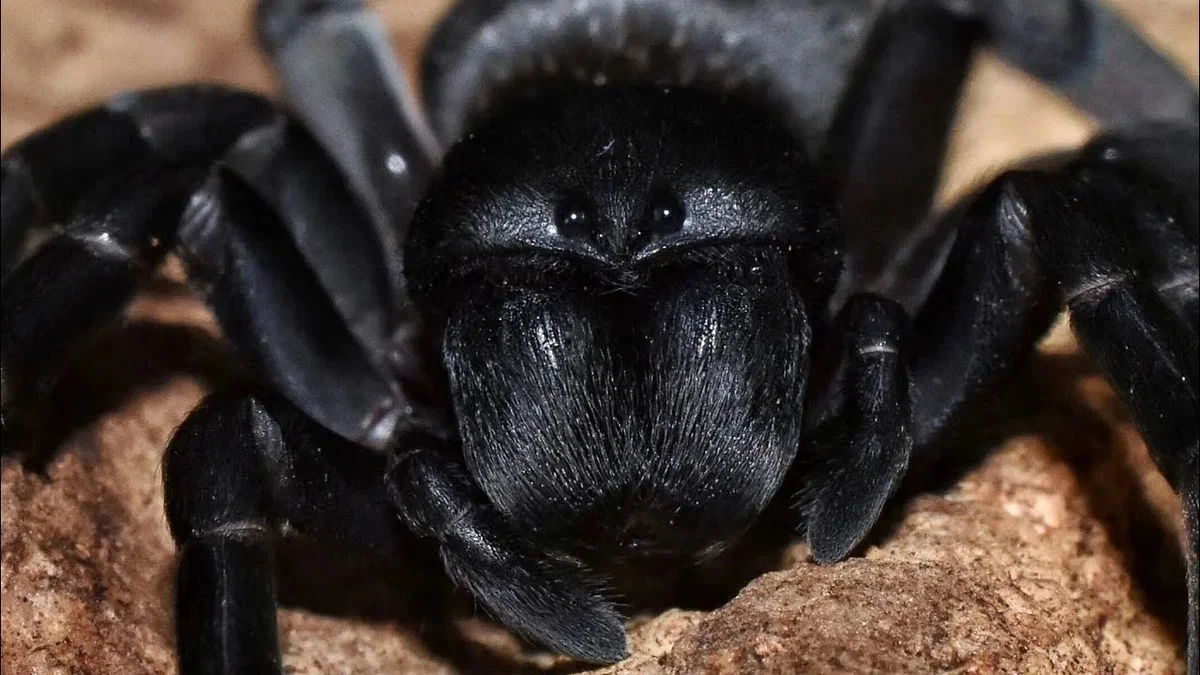 изображение из открытого доступа