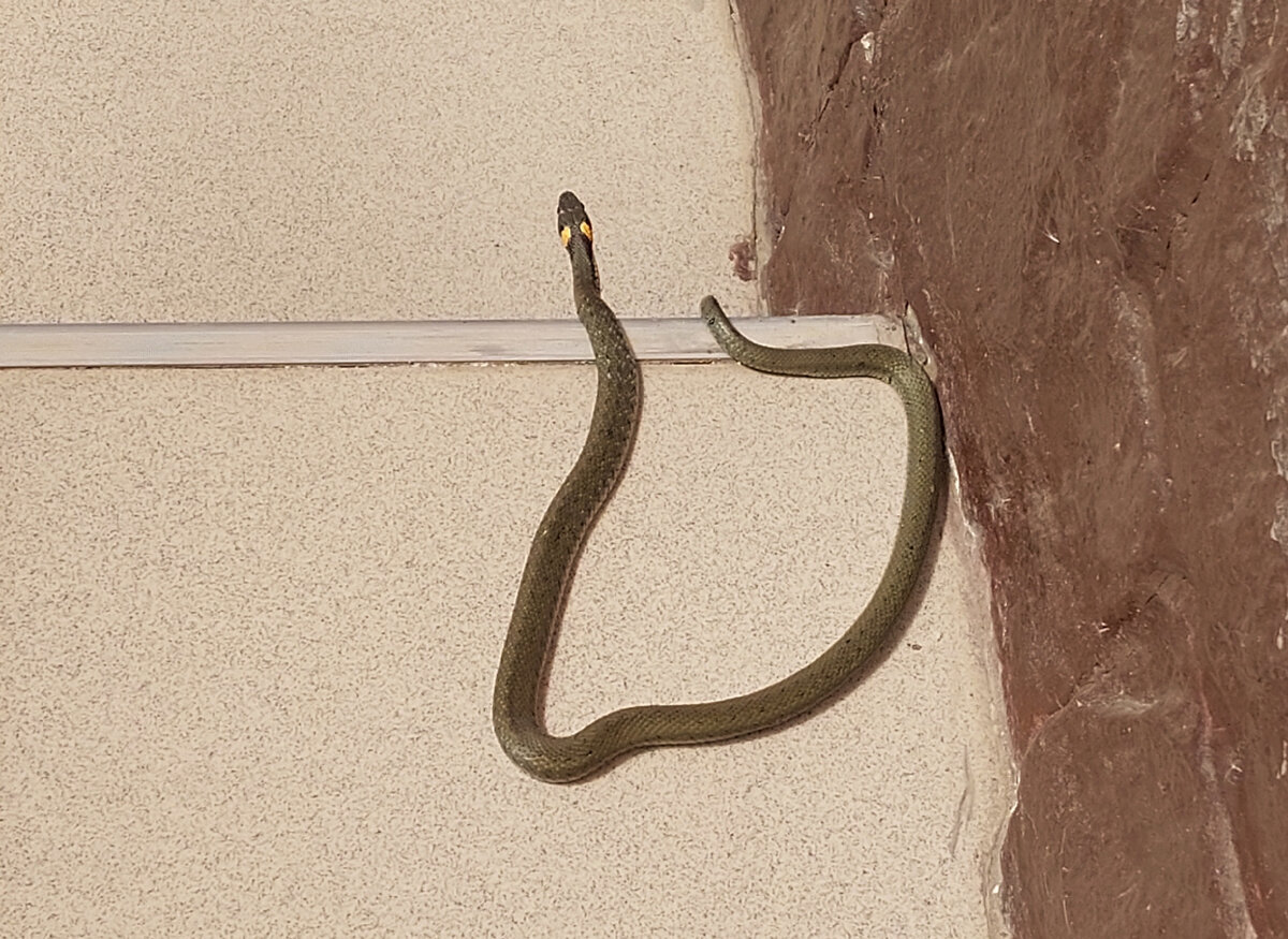 А это наш утренний гость. Точно жаворонок, рано встал и приполз греться на солнышке🧚‍♀️