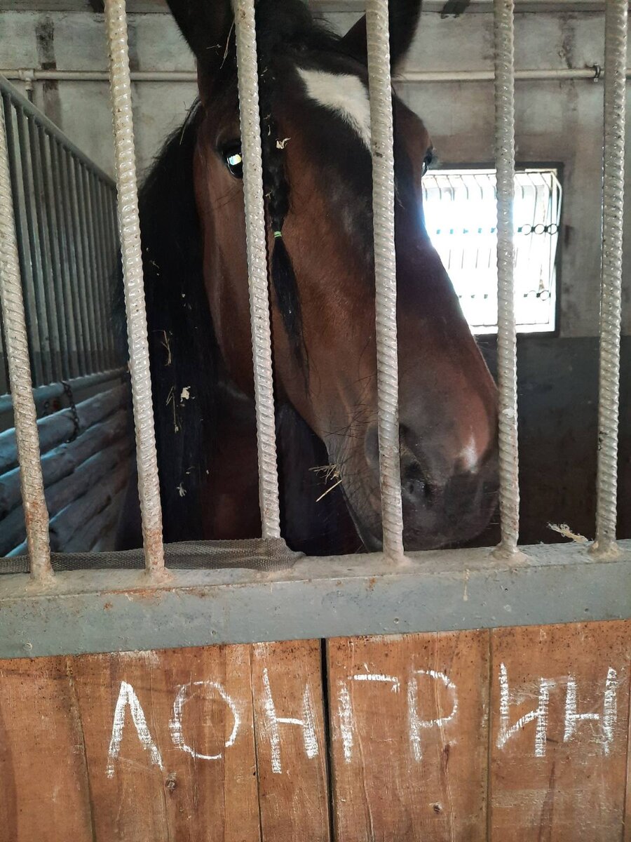Ему хочется побегать, по резвится, он ждет конюха! А человеку к счастью конюх не нужен!