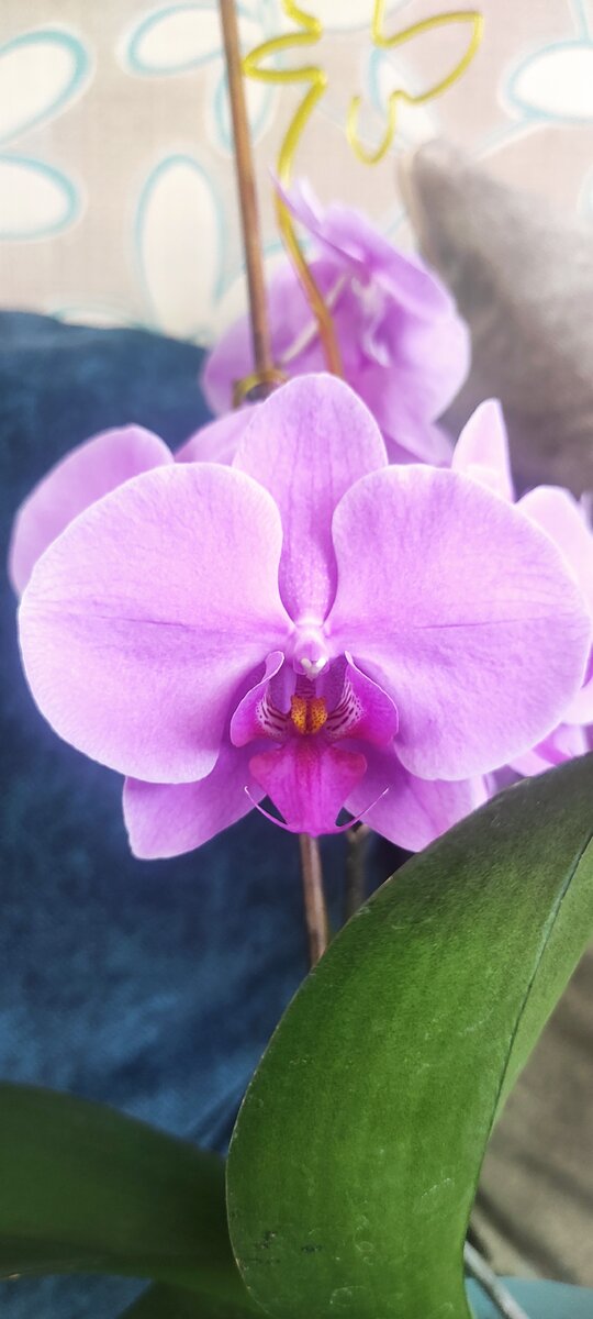 Фиолетовый