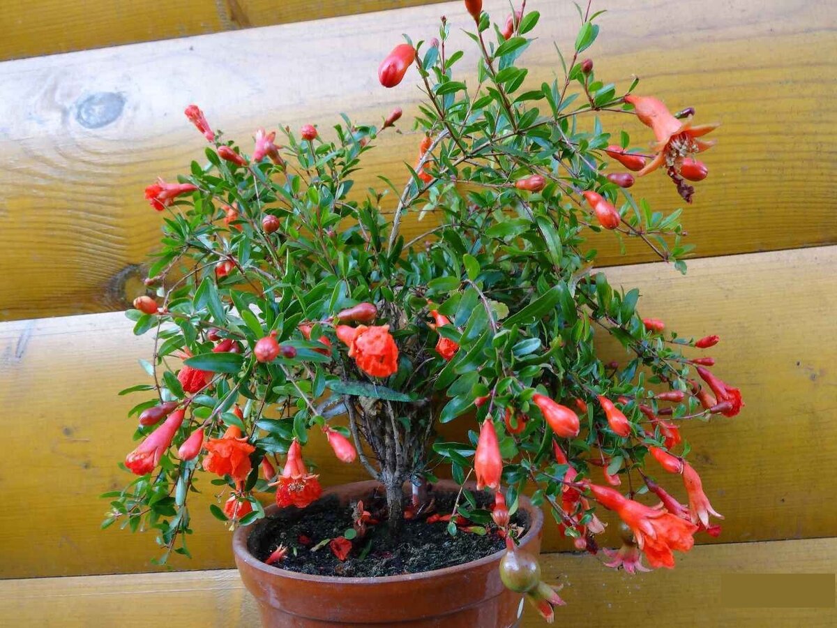 Комнатный гранат