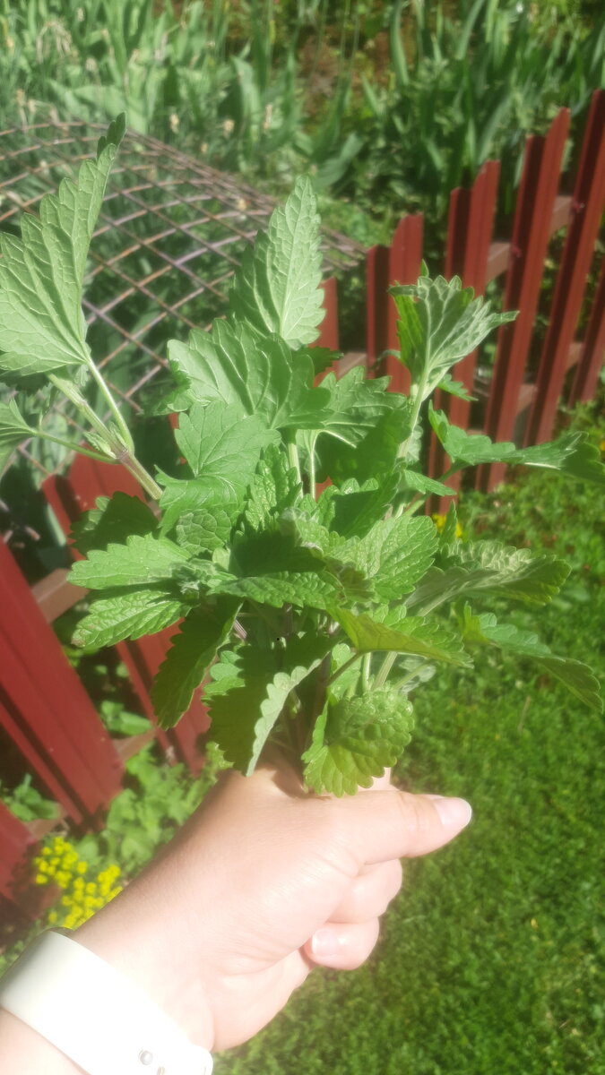 Мята с огорода в чай