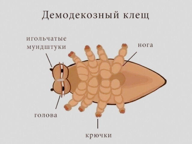 Схематичная (или мультяшная? Решайте сами) анатомия клеща Демодекс