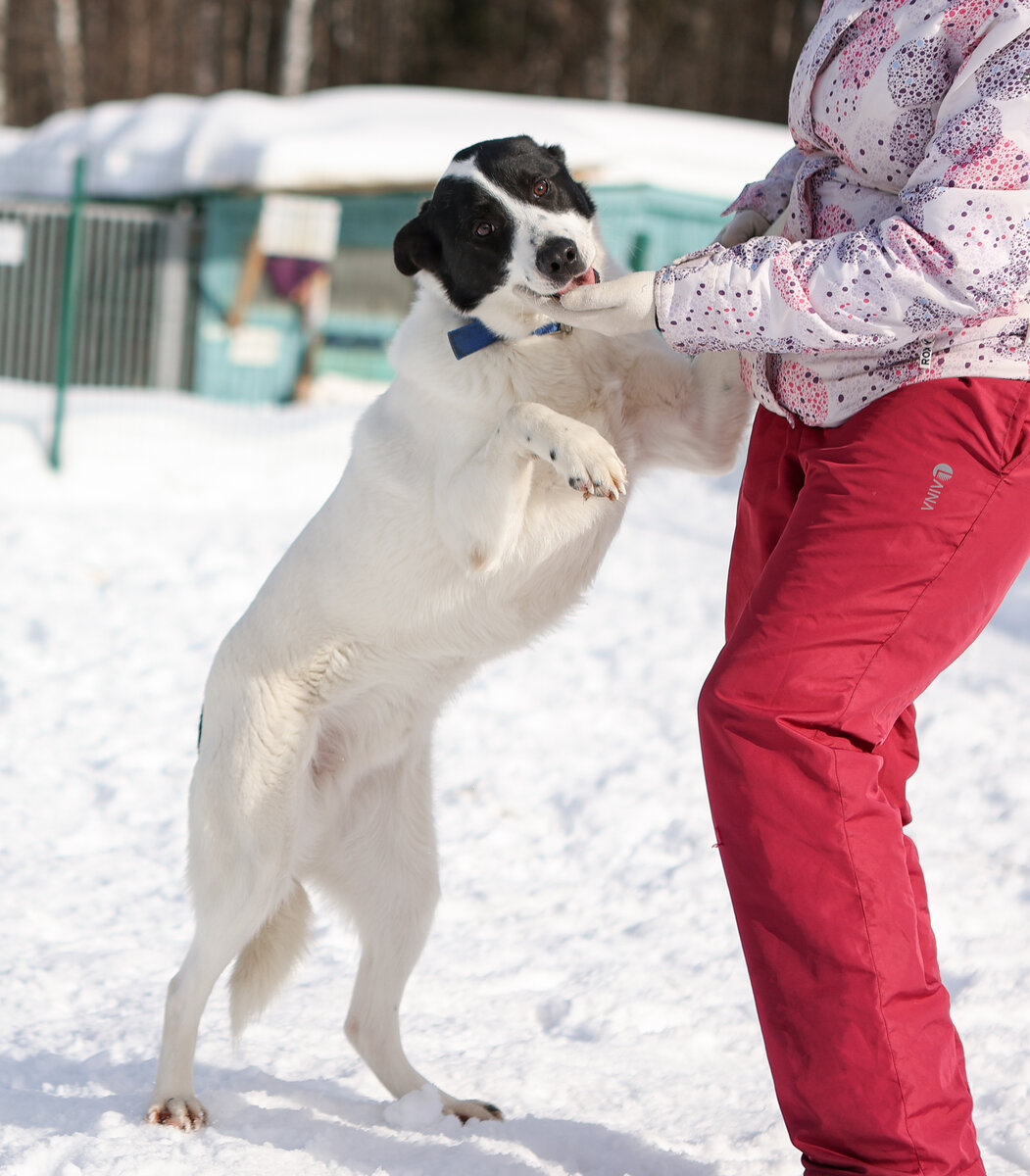 Я понимаю, что я очень красивый пёсик, но не понимаю, почему ко мне за 4 года вообще никто не позвонил...