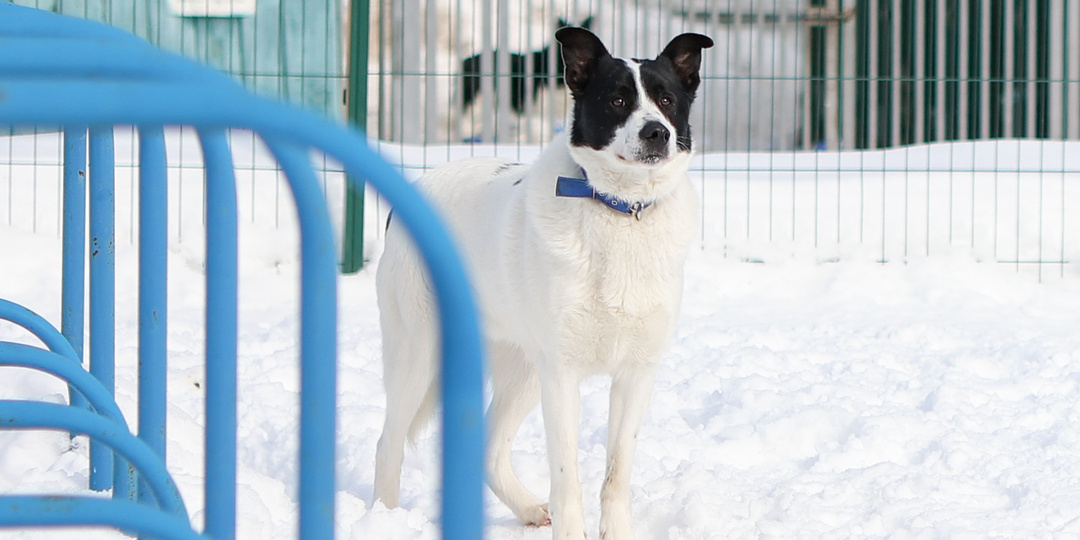 Очень красивый пёсик живет в приюте: лапу дает, знает команды. И так уже 4 года